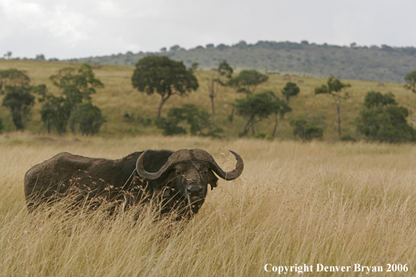 African Cape Buffalo