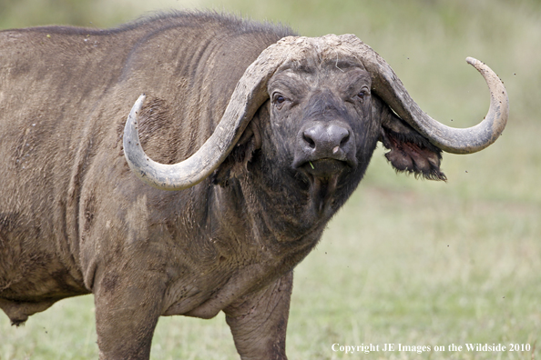 Cape buffalo in habitat, Kenya, Africa.
