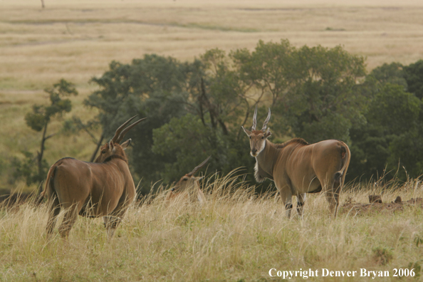 African Eland on plains