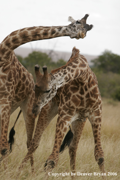 African Masai Giraffes fighting