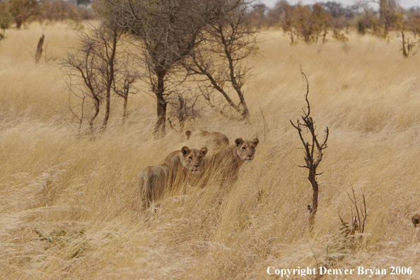 African lionesses 
