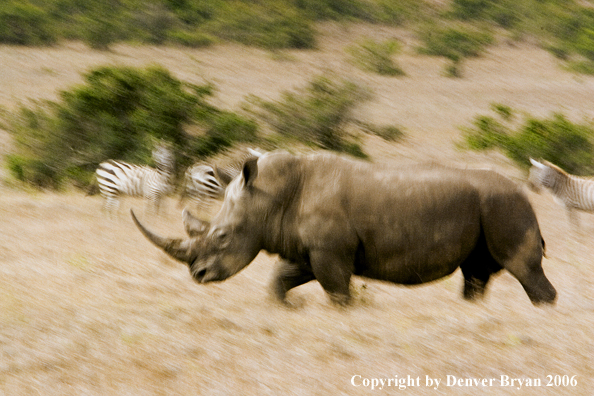 White African Rhinocerous
