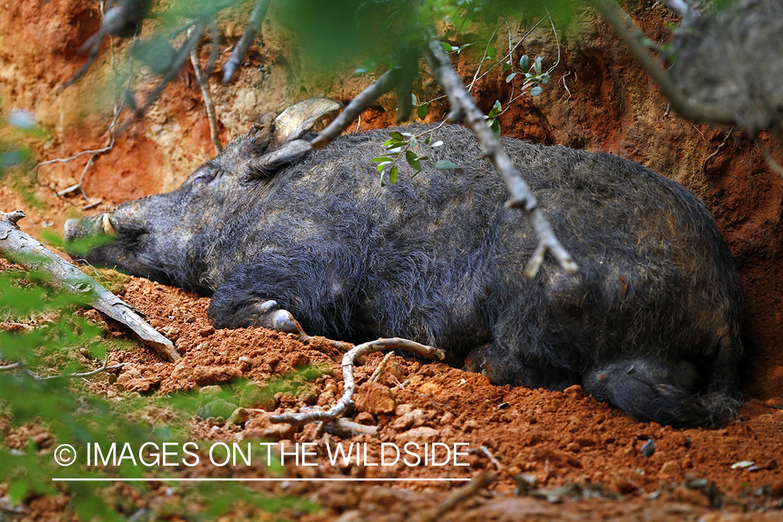 Feral hog in habitat.