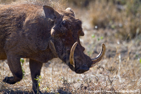Warthog in habitat. 