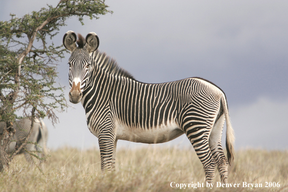 Grevy's Zebra