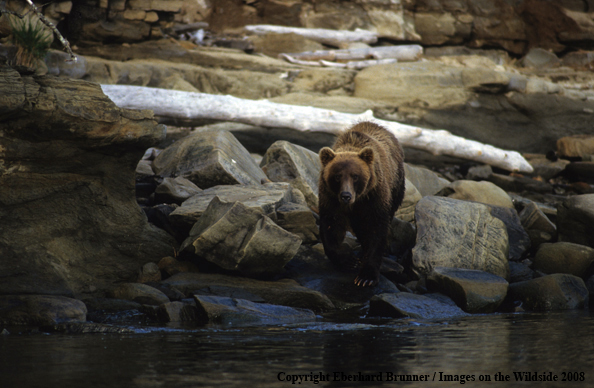 Brown Bear in habitat