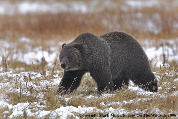 Grizzly bear in habitat.
