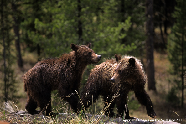 Brown/Grizzly Bear cubs