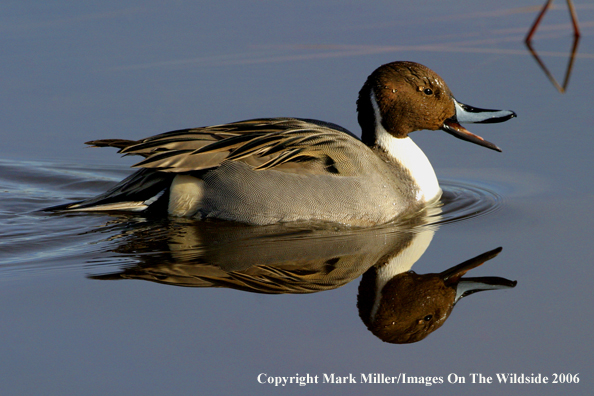 Pintail duck in habitat.