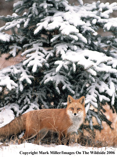 Red Fox in winter habitat.   