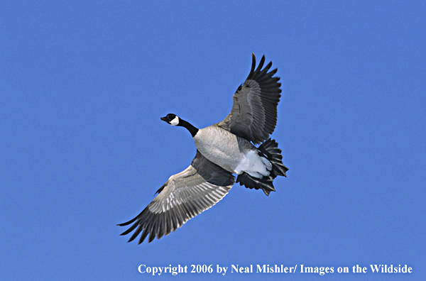 Canadian goose in flight.