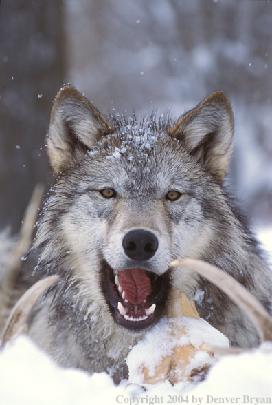 Gray wolf in winter habitat.