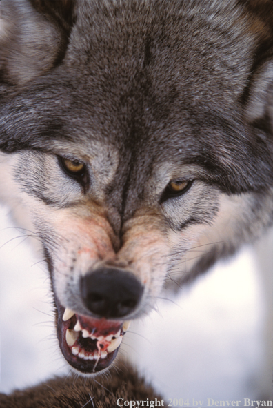 Gray wolf snarling.
