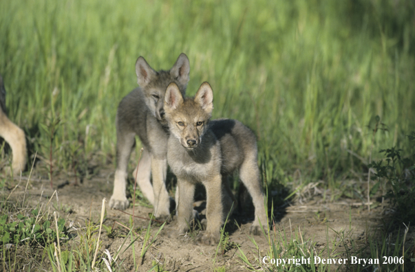 Gray wolf pups in habitat.