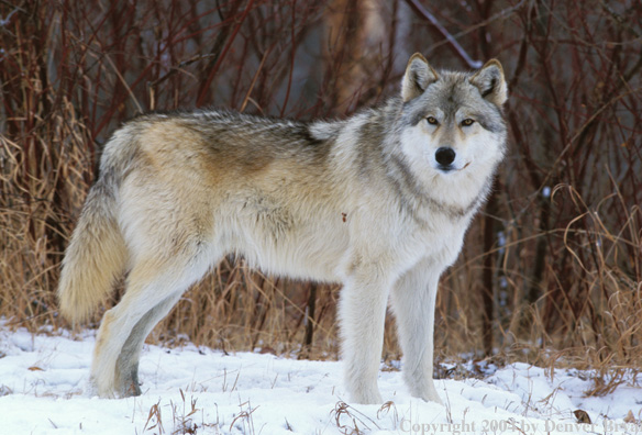 Gray wolf in winter habitat.