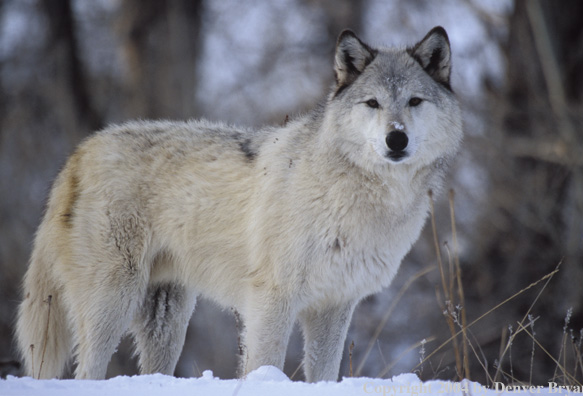Gray wolf in winter habitat.