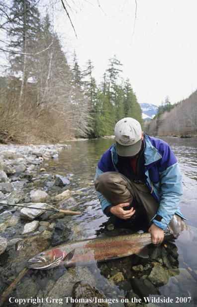 Flyfishing steelhead