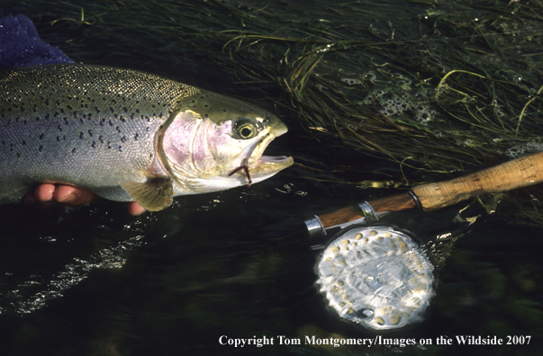 Rainbow Trout