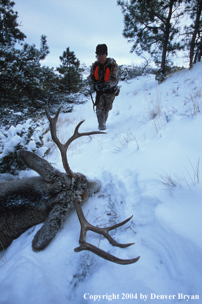 Big game hunter approaching a downed mule deer.