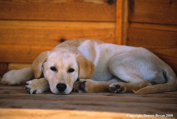 Labrador Retriever puppy