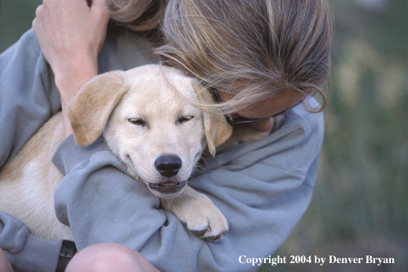 Woman with yellow Labrador Retriever puppies