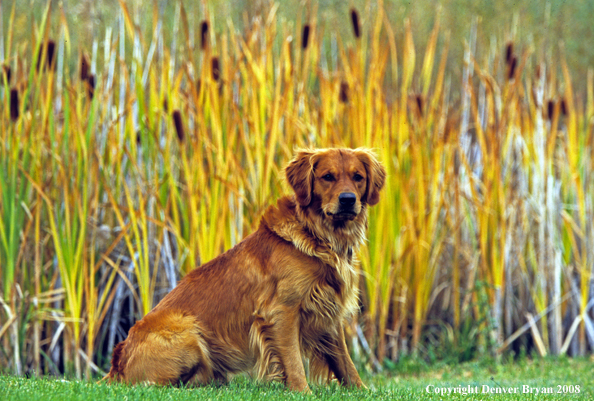 Golden Retriever 