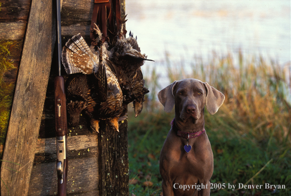Weimaraner with bagged ruffed grouse.