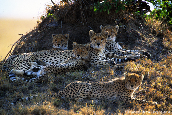 Mother Cheetah with young in habitat