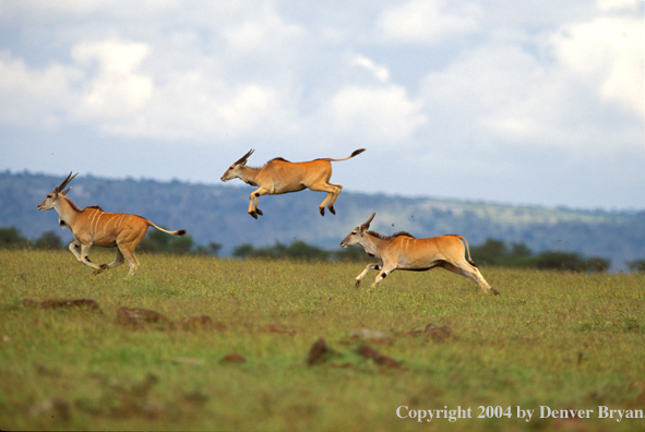 Running/jumping eland.