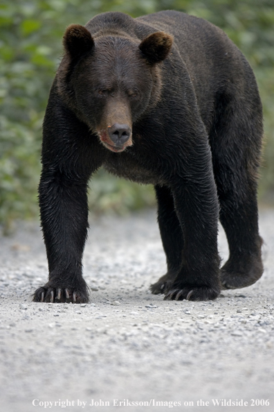 Brown bear in habitat.