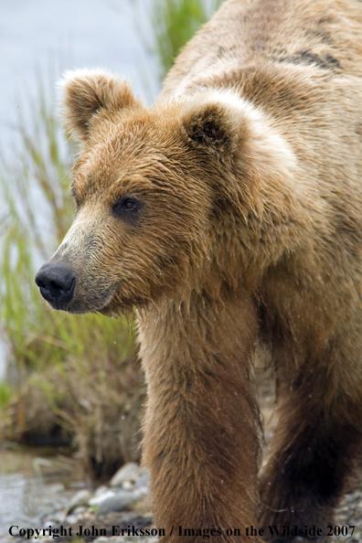 Brown bear 