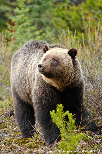 Grizzly Bear in habitat.