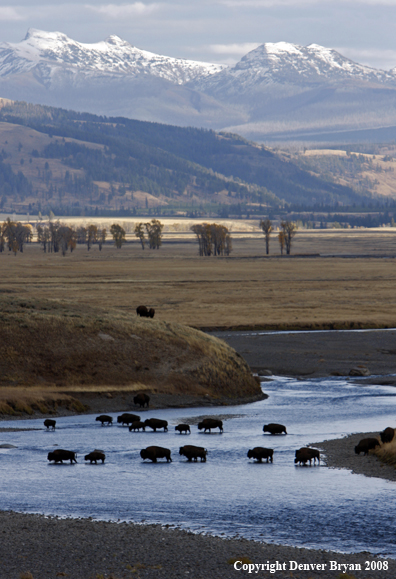 Bison crossing the Lamar River in Yellowstone National Park