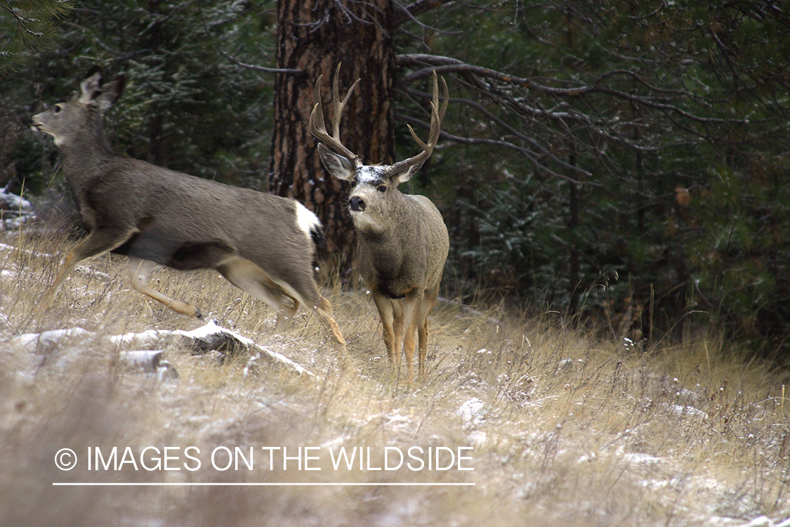 Mule deer in habitat
