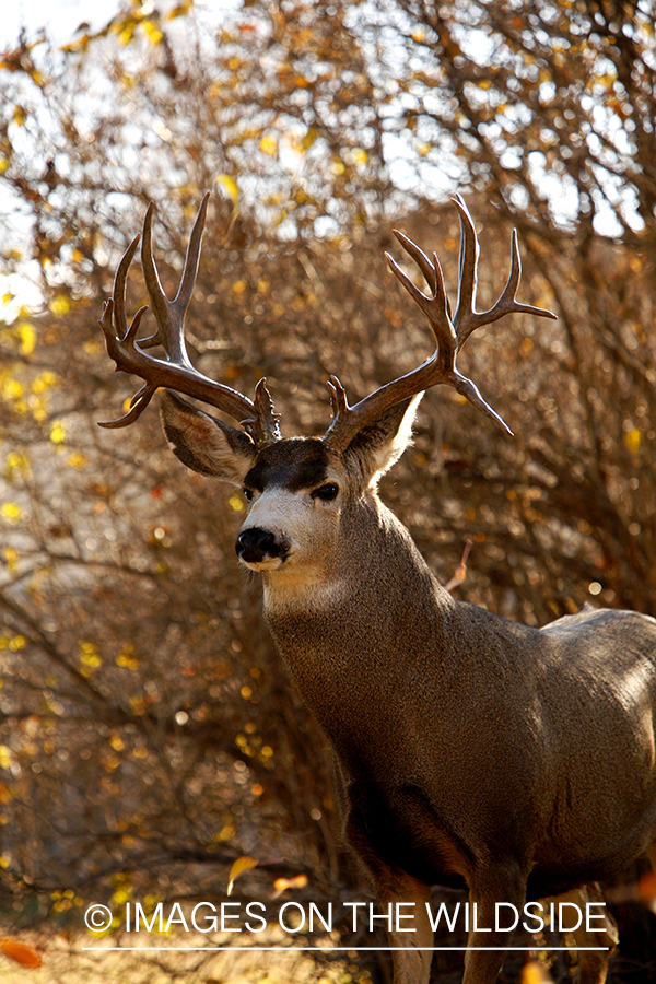 Mule deer 