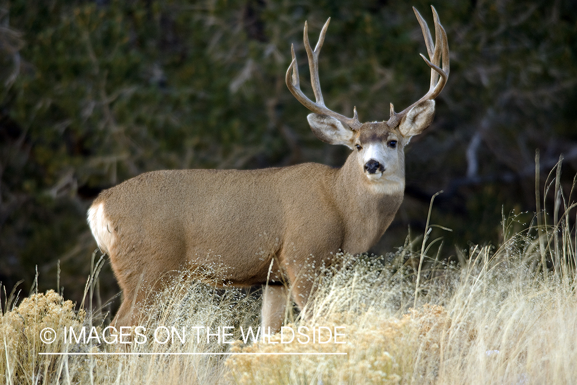 Mule deer 