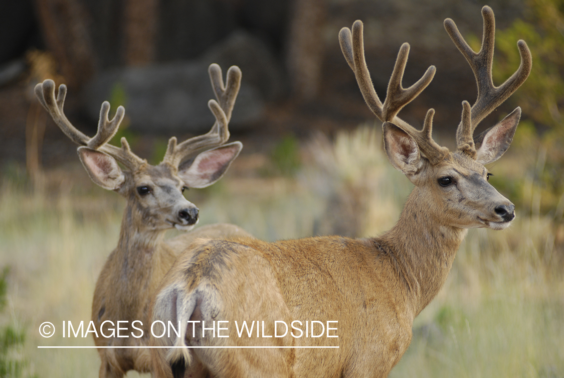 Mule deer in velvet