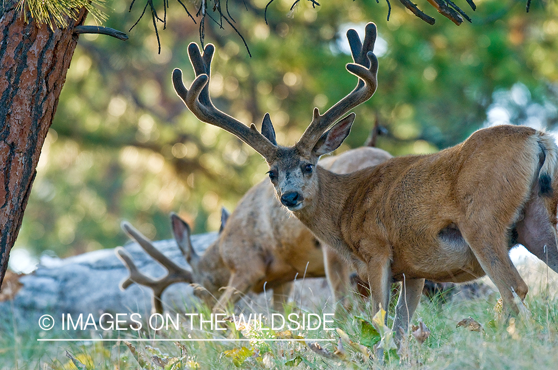 Mule Bucks in Velvet 