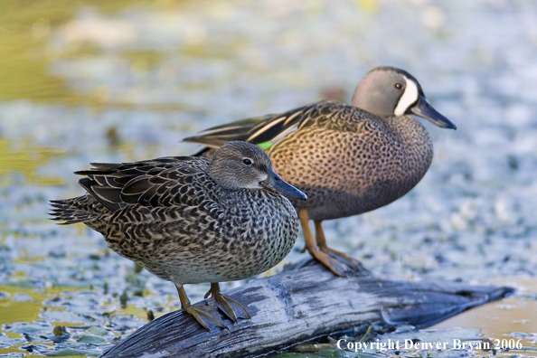 Close-up of a Blue-winged Teal duck pair.