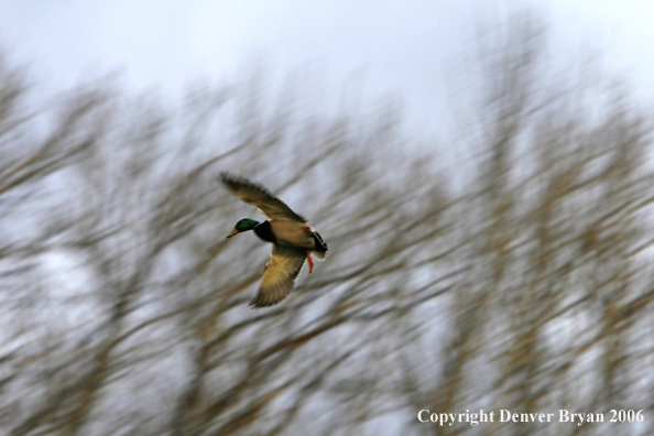 Mallard drake in flight
