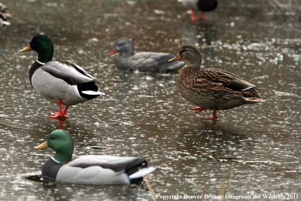 Mallard ducks on ice with decoys. 