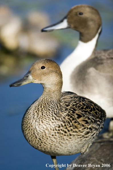 Pintail ducks.