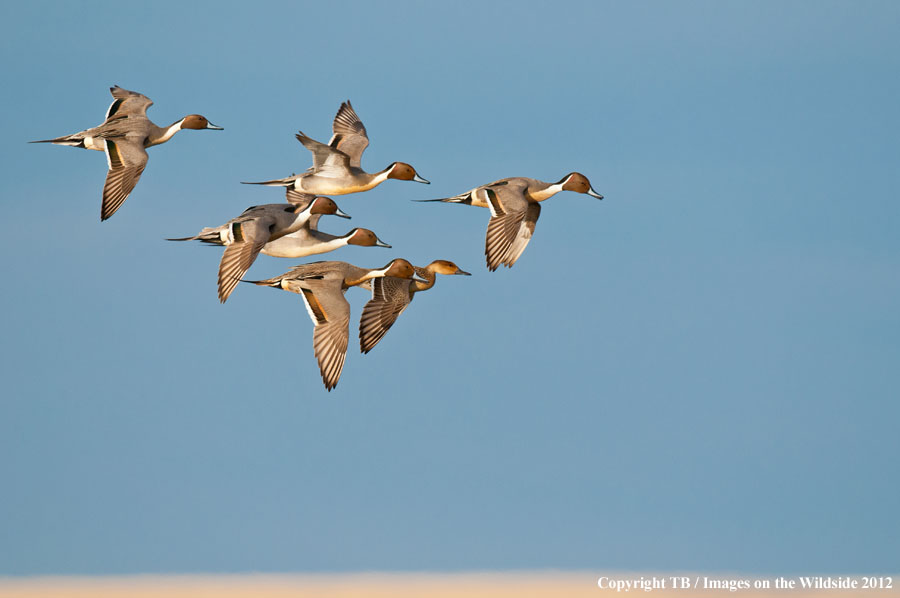 Pintail Ducks in flight.