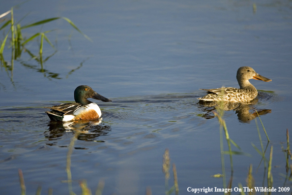 Shoveler pair
