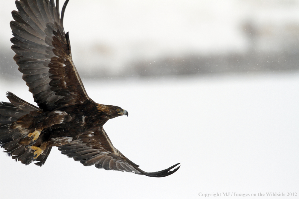 Golden eagle in flight.