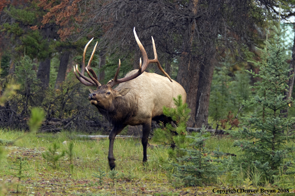 Rocky Mountain Elk 