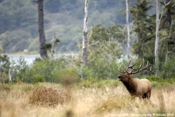 Roosevelt Bull Elk