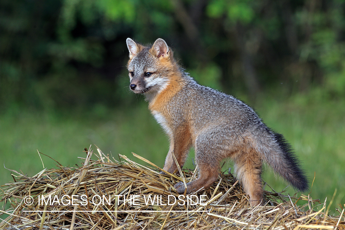 Gray fox pup in habitat.