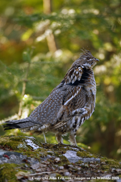 Ruffed Grouse 