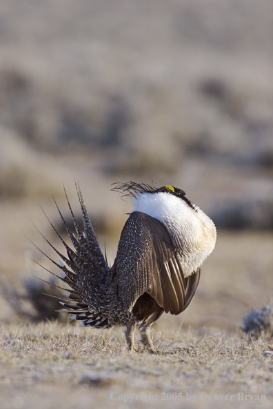 Sage grouse displaying on booming ground.